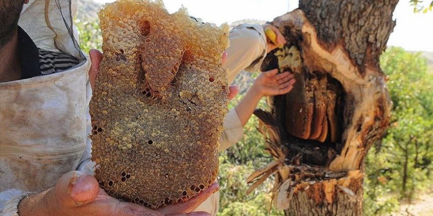 'Bal avcıları' su kenarında arıları takip ederek doğal bala ulaşıyor