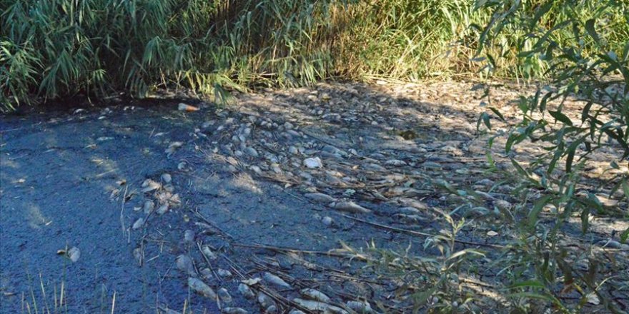 Adıyaman'da sulama kanalında meydana gelen toplu balık ölümlerine incelenecek