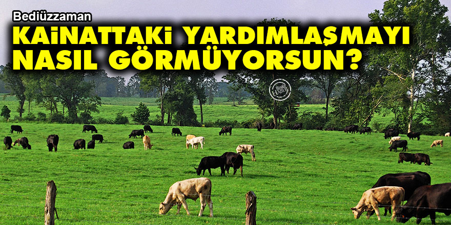 Bediüzzaman: Kainattaki yardımlaşmayı nasıl görmüyorsun?