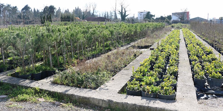 10 bin fidan, her yıl Kocaeli’nin farklı bölgelerini yeşillendiriyor