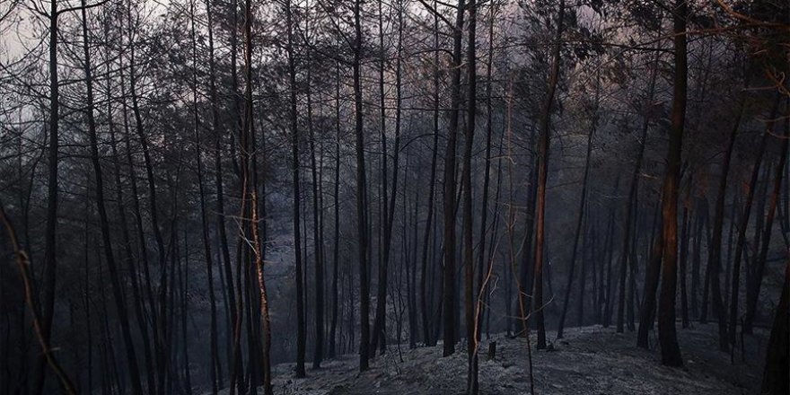 Adana'daki orman yangınında zarar gören alan ağaçlandırılacak