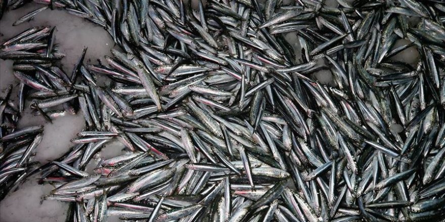 Akdeniz'de balık popülasyonunda artış gözlendi