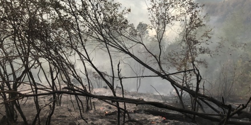Yeşil ormandan geriye külleri kaldı