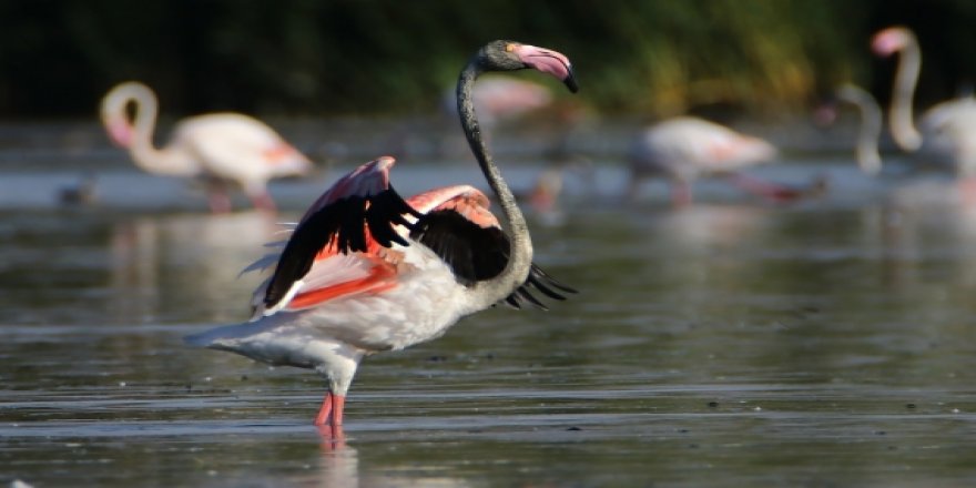 Van Gölü'nde konaklayan flamingolar fotoğraf tutkunlarını ağırlıyor