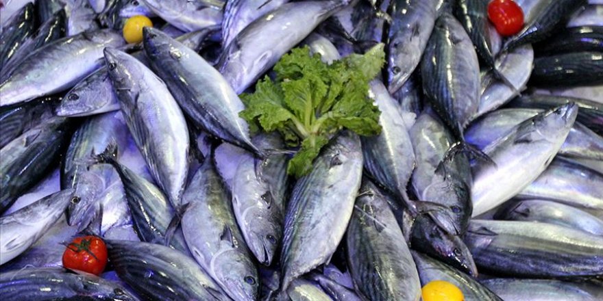 Balıkçılar Akçakoca Limanı'na binlerce palamutla döndü