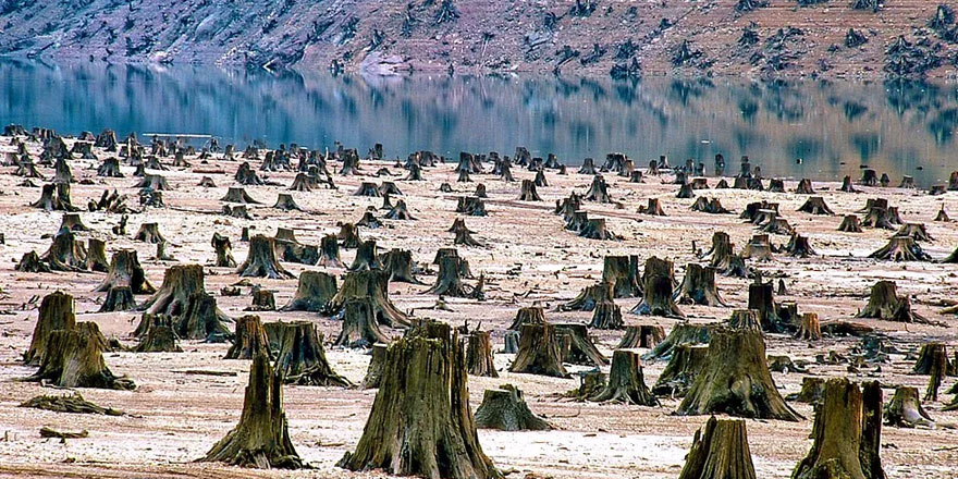 Ormanlar yok edilip, hayvanlar katledilince yeni salgın hastalıklar ortaya çıkıyor