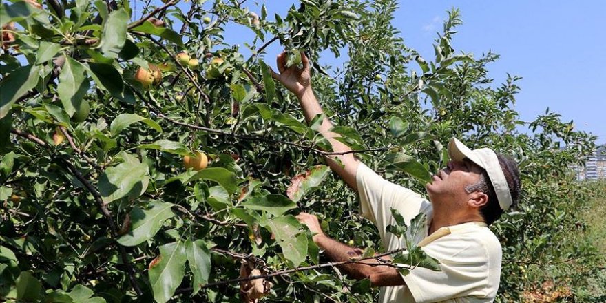 Tarımda kimyasal ilaçların kullanımını azaltmak için '5D formülünü' geliştirdi