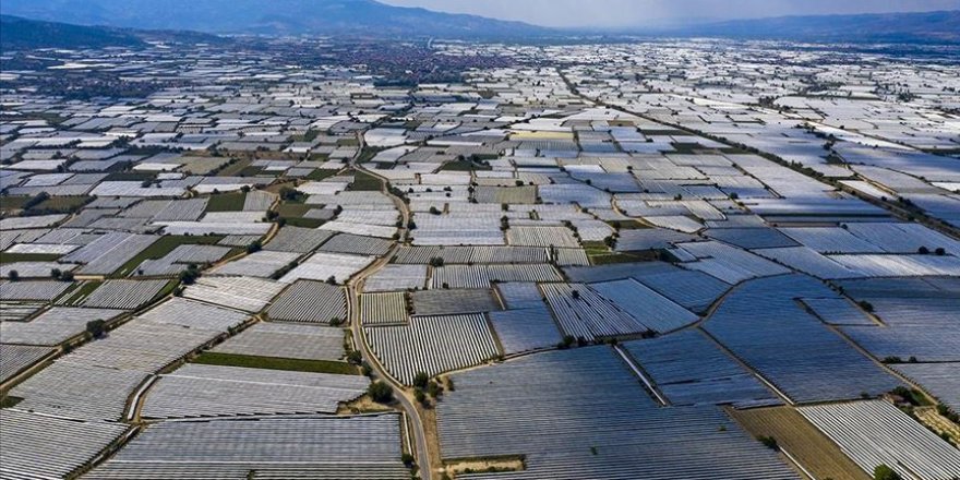Sarıgöl Ovası "beyaz örtüye" büründü