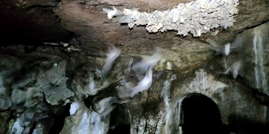 3 bin yıllık kaya mezarlarında yaşamlarını sürdüren yarasalar koruma altına alındı