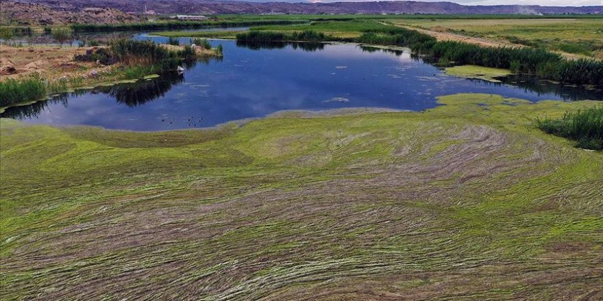 Ağrı Dağı Milli Parkı'nda oluşan yosunlaşma havadan görüntülendi
