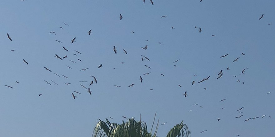 Adana'da leyleklerin göç yolculuğu