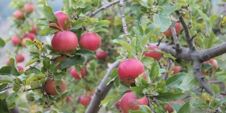 Sadece 400 ton toplanıyor, dalındayken satılıyor, 20 ülkeye ihraç ediliyor