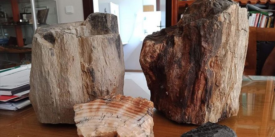 Türkiye'deki fosil ağaç kalıntıları 160 milyon yıllık