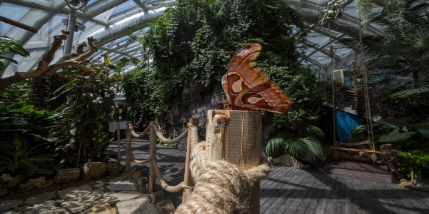 Dünyanın en büyük kelebeği “Atlas” Konya Tropikal Kelebek Bahçesi'nde