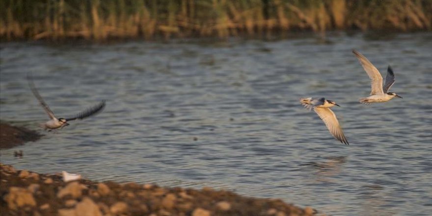 Reyhanlı Barajı'nın kuş envanterine 16 yeni tür eklendi