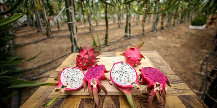 1,5 dönümlük serada ürettiği ejder meyvesinden yılda 80 bin lira kazanıyor