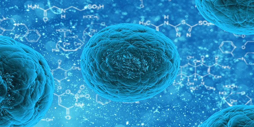 Yeni bir tür toprak bakterisi keşfedildi