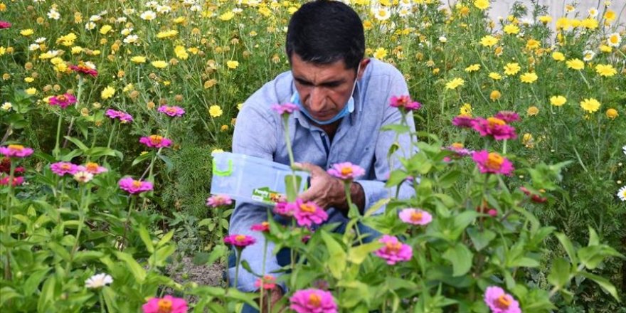 Hobi amaçlı yetiştirmeye başladığı rengarenk çiçekler şehirleri süslüyor