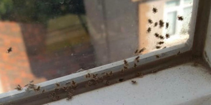 Kocaeli'de 3 ilçeyi böcekler istila etti