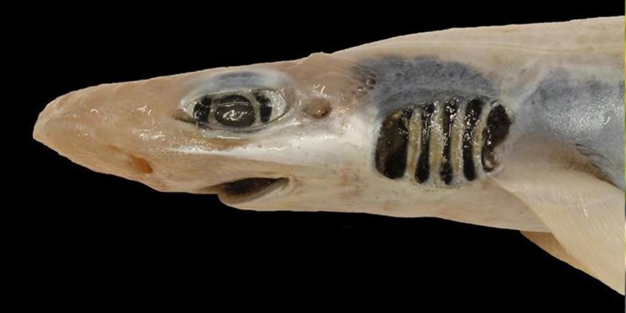 Akdeniz sularında derisiz ve dişsiz bir köpekbalığı bulundu