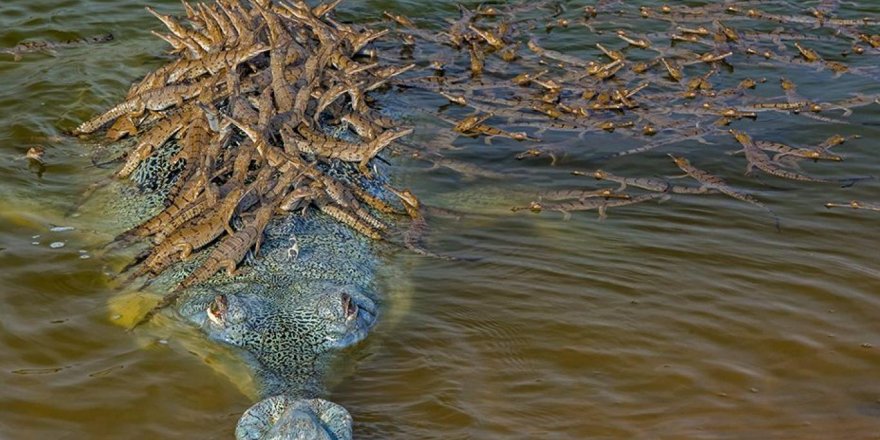 Baba timsahtan şefkat dersi: 100 yavrusunu sırtında taşıdı