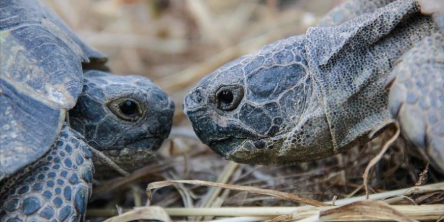 Konaklar köyünün sevimli misafirleri: 'Kara kaplumbağaları'