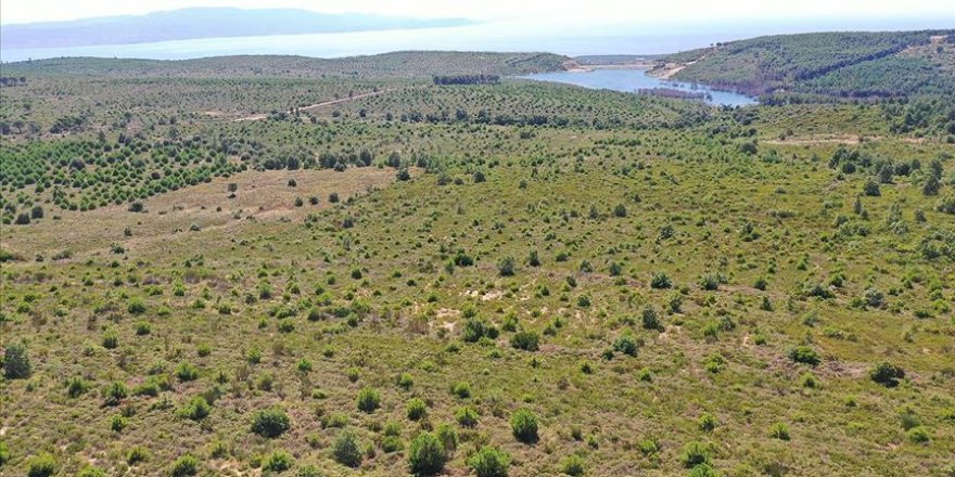 Güzel haber: 11 yıl önce küle dönen ormanda 128 bin fidan büyüyor