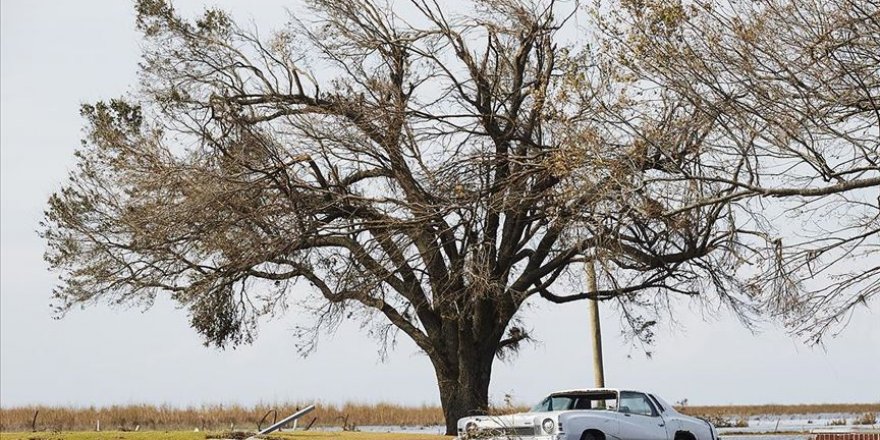 Çabuk büyüyen ağaçlar erken ölüyor