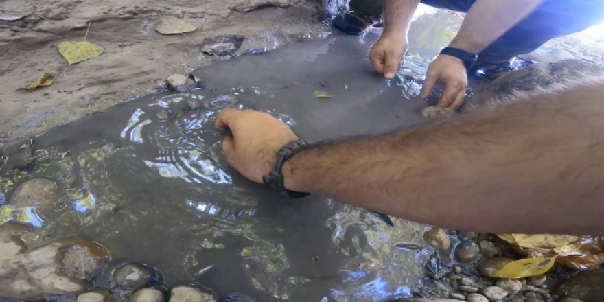 Kuruma noktasına gelen kanyondaki dereden yavru balıkları böyle kurtardılar