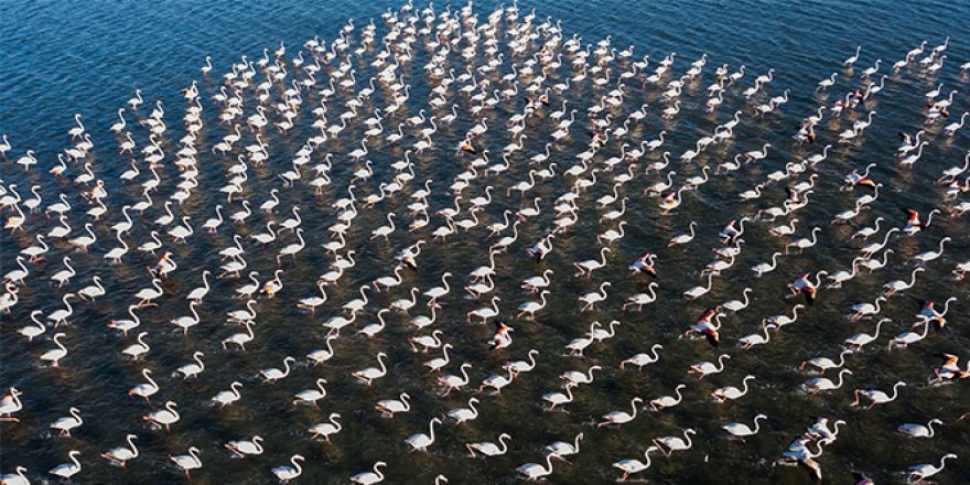 Van Gölü binlerce flamingoya ev sahipliği yapıyor