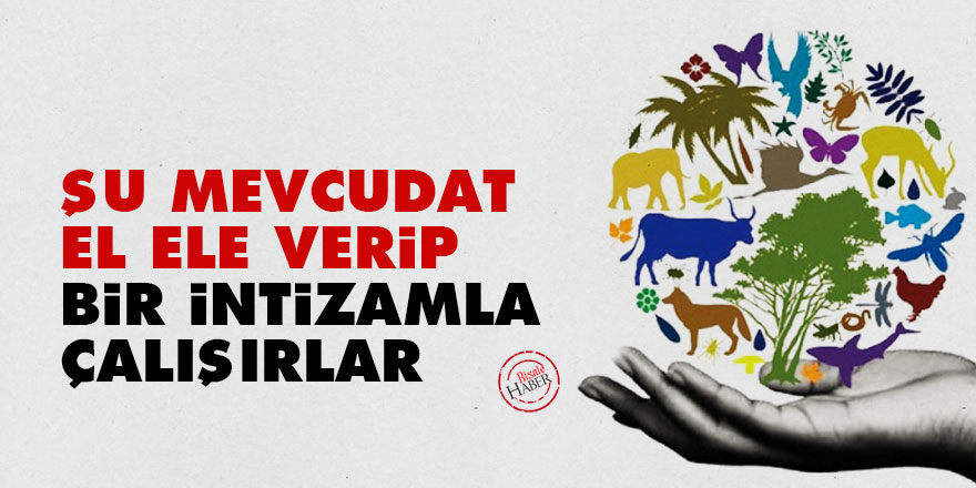 Bediüzzaman: Şu mevcudat el ele verip, bir intizamla çalışırlar