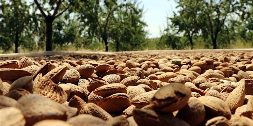 Elazığlı üretici devlet desteğiyle diktiği 37 bin ağaçtan badem hasadına başladı