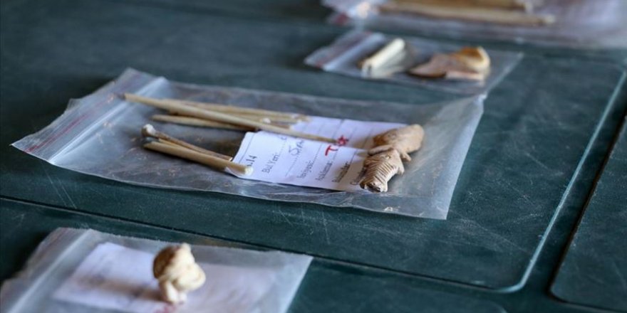 Antik kentten çıkan kemikler keçilerin DNA'sına ışık tutacak