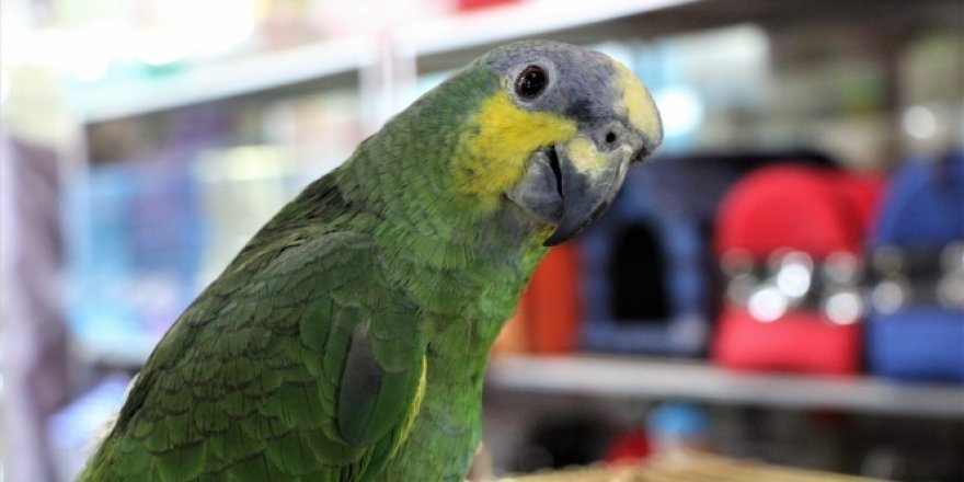 Elazığ'da La ilahe illallah diyen papağan ilgi görüyor