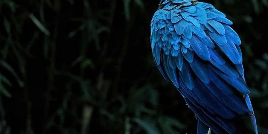 Mavi ve yeşilin neden doğadaki en parlak renkler olduğu açıklandı