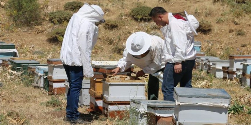 Huzura kavuşan Çemikare Yaylası'nda bal üretiyorlar