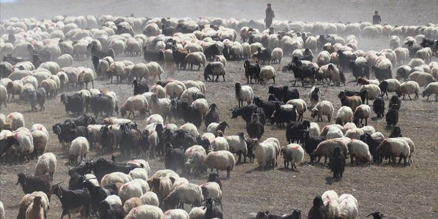 Yayla mesaisini tamamlayan Doğu Anadolu'daki göçerler dönüş yolunda
