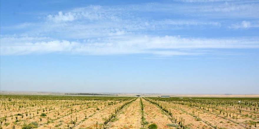 Özbekistan'ın yeni meyve bahçelerinin kurulumu Türk uzmanlara emanet