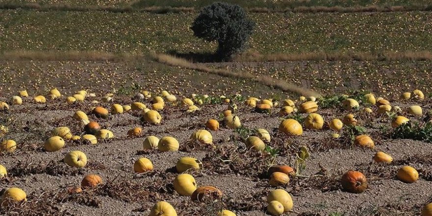 Çerezlik kabak tarlaları 'sarı gelinliği'ni giydi