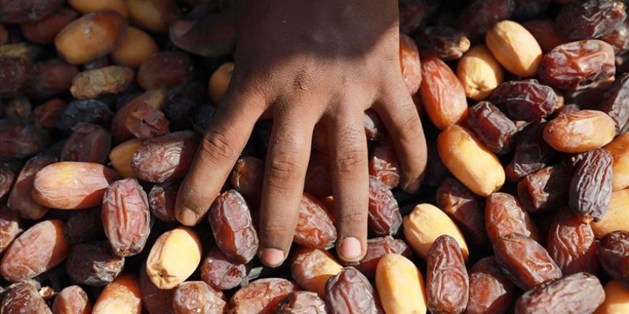 Filistin hurması İsrail ve Kovid-19 tehdidi altında