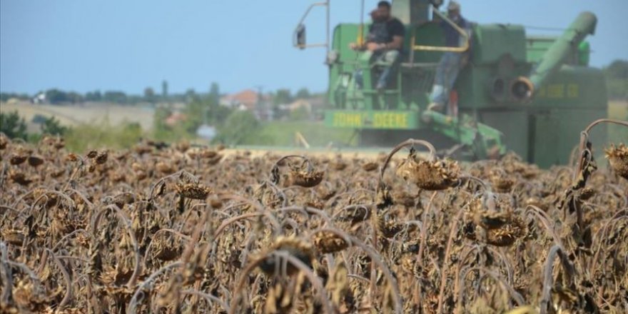 Bafra Ovası'nda ayçiçeği hasadı başladı