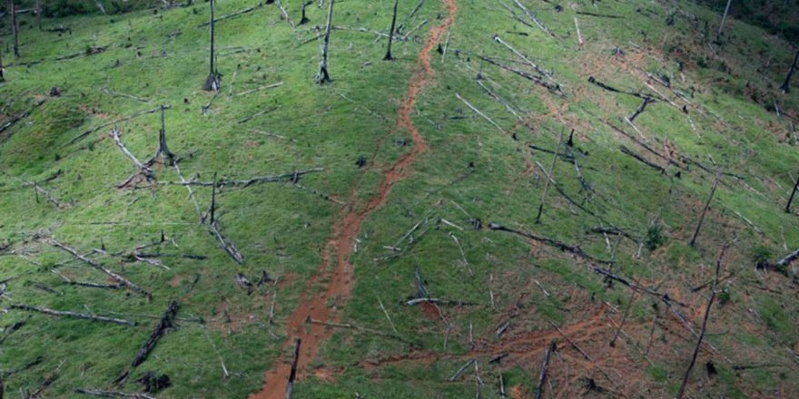 BM, biyoçeşitlilik kaybı ile hastalıkların yayılması arasındaki bağlantıya dikkati çekti