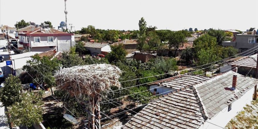 Trakya'da leylek yuvalarının bakımı drone yardımıyla yapılıyor