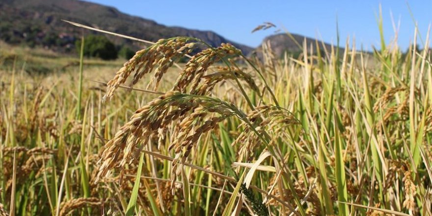 Coğrafi işaretli Tosya pirincinin hasadı başladı