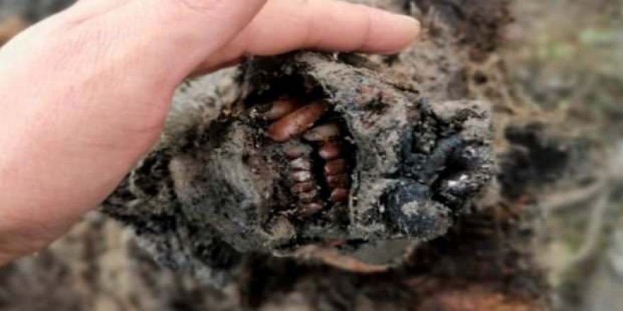 Buzul çağından kalma ayı bulundu!