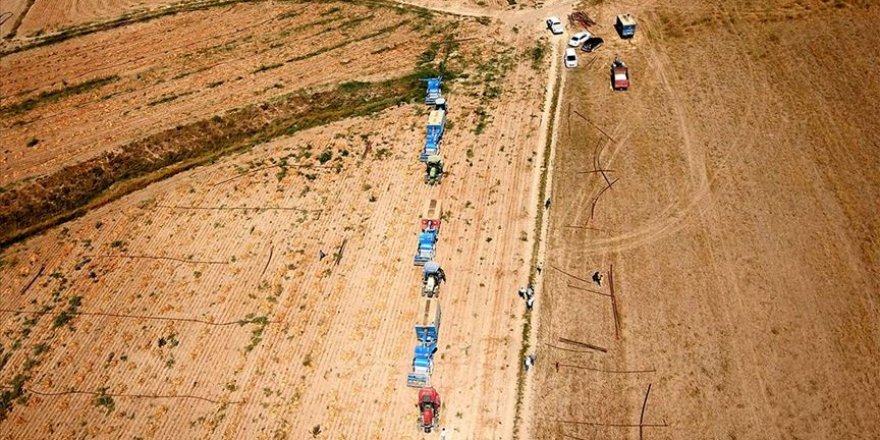 Bitlis'te kuru fasulye hasadından 370 milyon lira gelir beklentisi