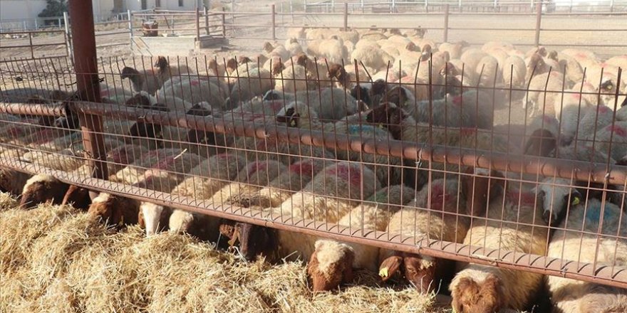 Türk bilim insanlarının keşfiyle küçükbaş hayvanlarda paratüberküloz hastalığının önüne geçilmesi hedefleniyor