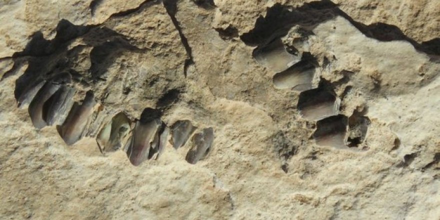 Arap Yarımadası'nda 120 bin yıllık insan ayak izleri keşfedildi