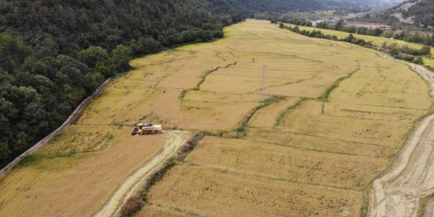 Tarladan mutfağa uzanan pirinçte hasat başladı