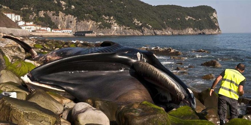 Avustralya'da sığ sularda mahsur kalan balinalardan en az 90'ı öldü